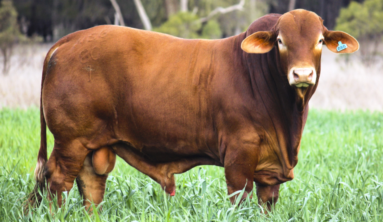 Droughtie bull goes for $12,000 at Glen Fosslyn sale